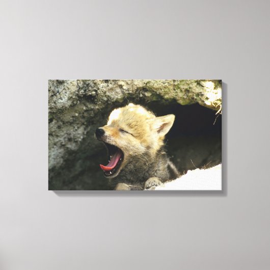 Coyote pup yawning canvas afdruk (Voorkant)