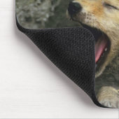 Coyote pup yawning muismat (Hoek)