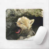 Coyote pup yawning muismat (Met muis)
