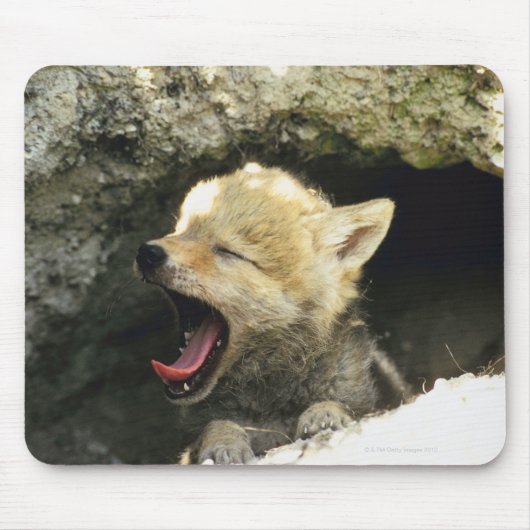 Coyote pup yawning muismat (Voorkant)