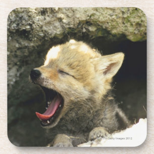 Coyote pup yawning onderzetter