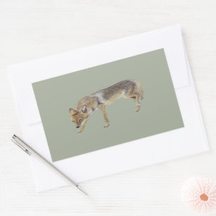 Coyote Rechthoekige Sticker