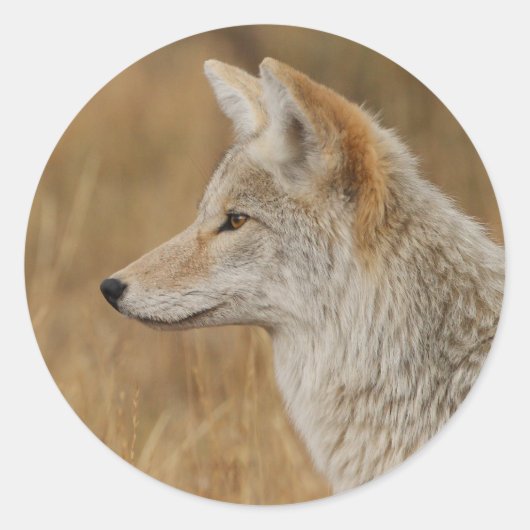 coyote ronde sticker (Voorkant)