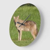 Coyote sluiten grote klok (Hoek)