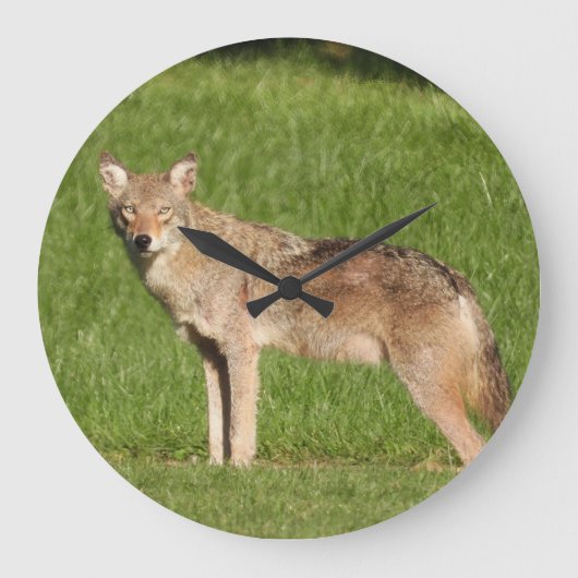 Coyote sluiten grote klok (Voorkant)