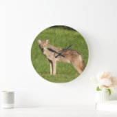 Coyote sluiten grote klok (Huis)