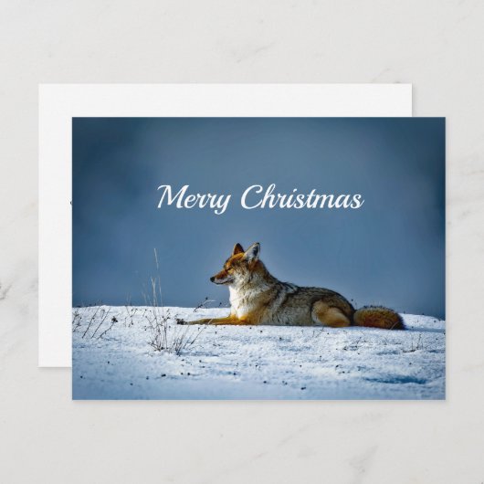 Coyote Snow - Kerstfeest Briefkaart (Voorkant / Achterkant)
