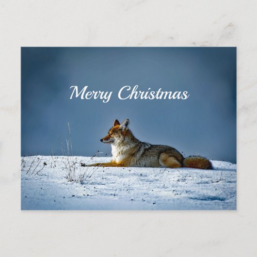 Coyote Snow - Kerstfeest Briefkaart (Voorkant)