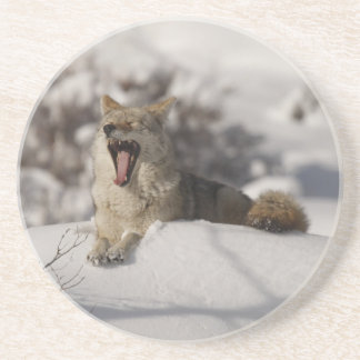 Coyote Snow Yawn Zandsteen Onderzetter