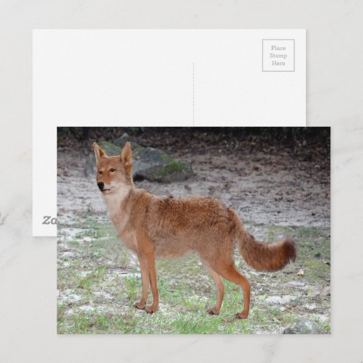 Coyote (South Dakota) Briefkaart (Voorkant / Achterkant)