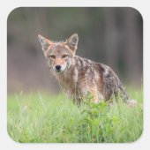 Coyote Staand in Groene Weide Vierkante Sticker (Voorkant)