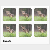 Coyote Staand in Groene Weide Vierkante Sticker (Vel)