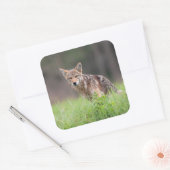 Coyote Staand in Groene Weide Vierkante Sticker (Envelop)