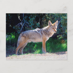 Coyote staat langs een weg briefkaart