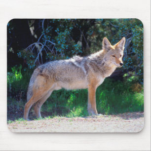 Coyote staat langs een weg muismat