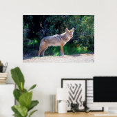 Coyote staat langs een weg poster (Thuiskantoor)