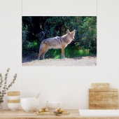 Coyote staat langs een weg poster (Keuken)