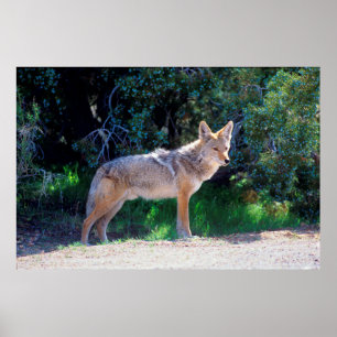 Coyote staat langs een weg poster
