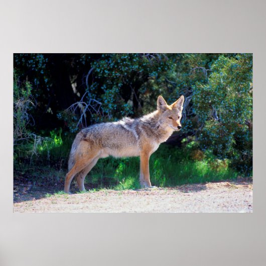 Coyote staat langs een weg poster (Voorkant)