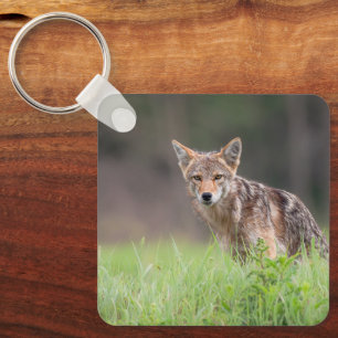 Coyote, Stille Weide Natuur Sleutelhanger