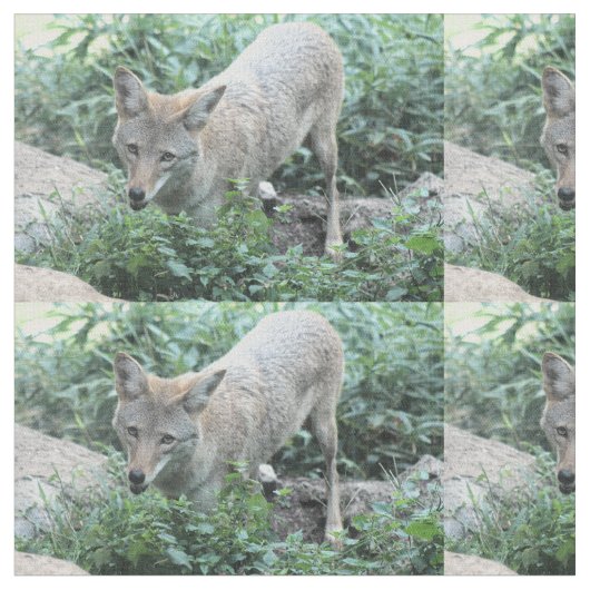 Coyote Stof (Close Up)