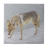 Coyote Tegeltje (Voorkant)