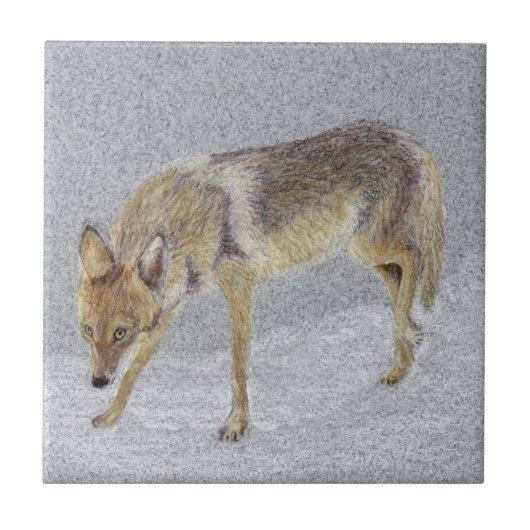 Coyote Tegeltje (Voorkant)