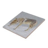 Coyote Tegeltje (Zijkant)