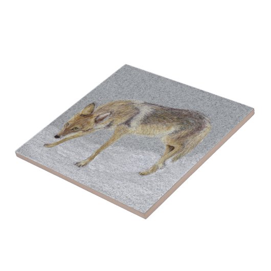 Coyote Tegeltje (Zijkant)