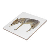 Coyote Tegeltje (Zijkant)