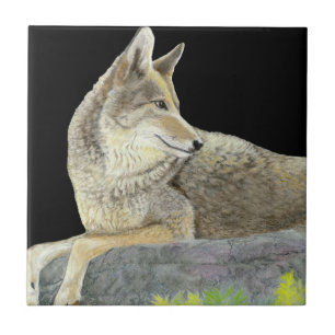 Coyote Tegeltje