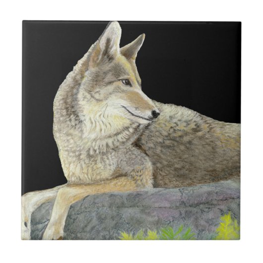 Coyote Tegeltje (Voorkant)
