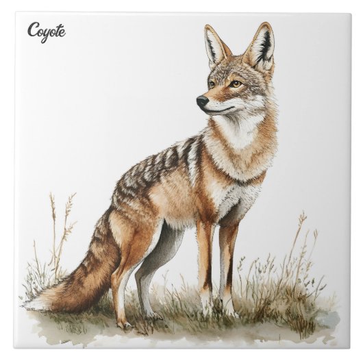 Coyote Tegeltje (Voorkant)