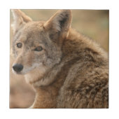 Coyote Tile Tegeltje (Voorkant)