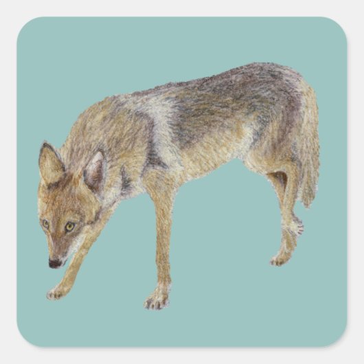 Coyote Vierkante Sticker (Voorkant)