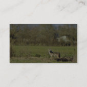 Coyote Visitekaartje (Achterkant)