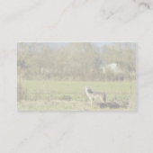Coyote Visitekaartje (Achterkant)