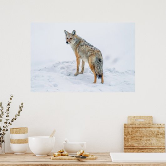 Coyote waarschuwt voor sneeuw poster (Keuken)