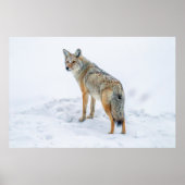Coyote waarschuwt voor sneeuw poster (Voorkant)