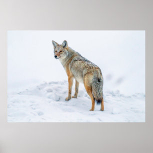 Coyote waarschuwt voor sneeuw poster