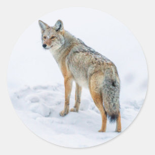 Coyote waarschuwt voor sneeuw ronde sticker