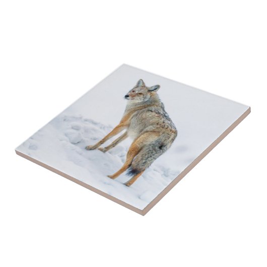 Coyote waarschuwt voor sneeuw tegeltje (Zijkant)