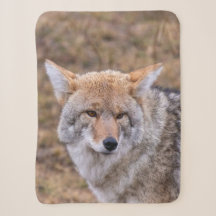 Coyote Wilde Hond Wolf