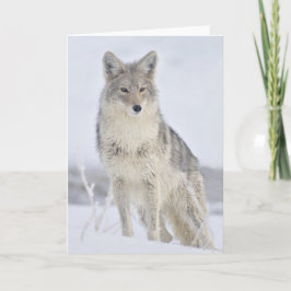 Coyote - Wildlife Fotografie door Steven Holt Kaart