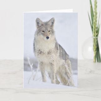 Coyote - Wildlife Fotografie door Steven Holt Kaart