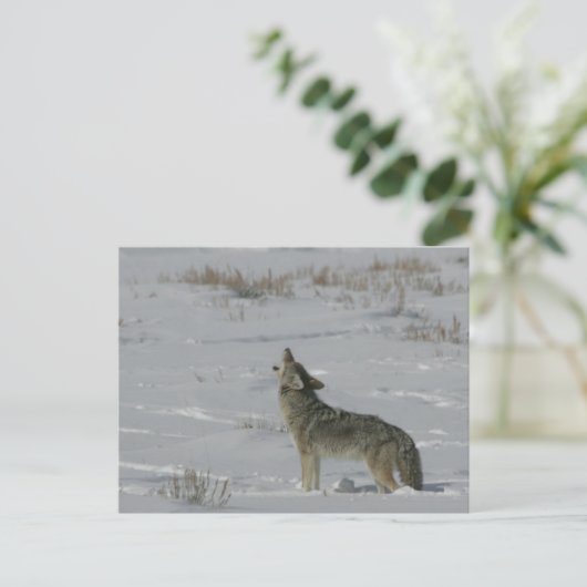 Coyote Wildlife Series # 6 Briefkaart (Staand voorkant)