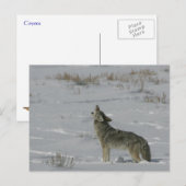 Coyote Wildlife Series # 6 Briefkaart (Voorkant / Achterkant)
