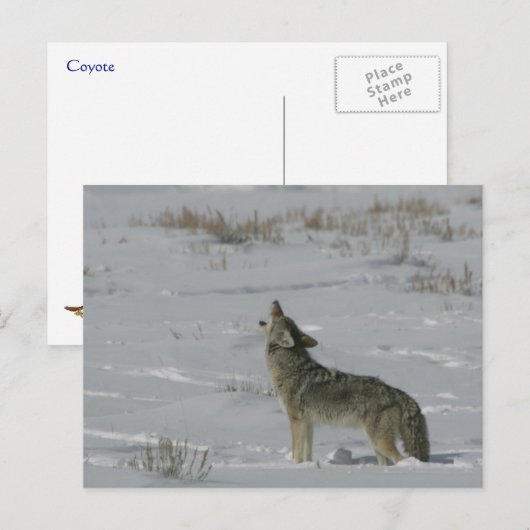 Coyote Wildlife Series # 6 Briefkaart (Voorkant / Achterkant)