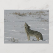 Coyote Wildlife Series # 6 Briefkaart (Voorkant)