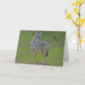 Coyote (zijaanzicht) kaart (Gele Bloem)